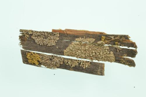 Green Starburst Lichen